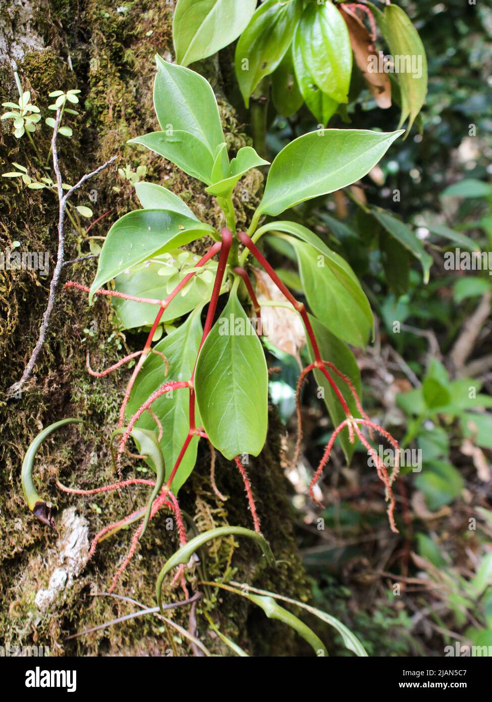 Peperomia dotana tropical sauvage avec inflorescences rouges provenant des hautes terres du Costa Rica poussant sur un arbre Banque D'Images