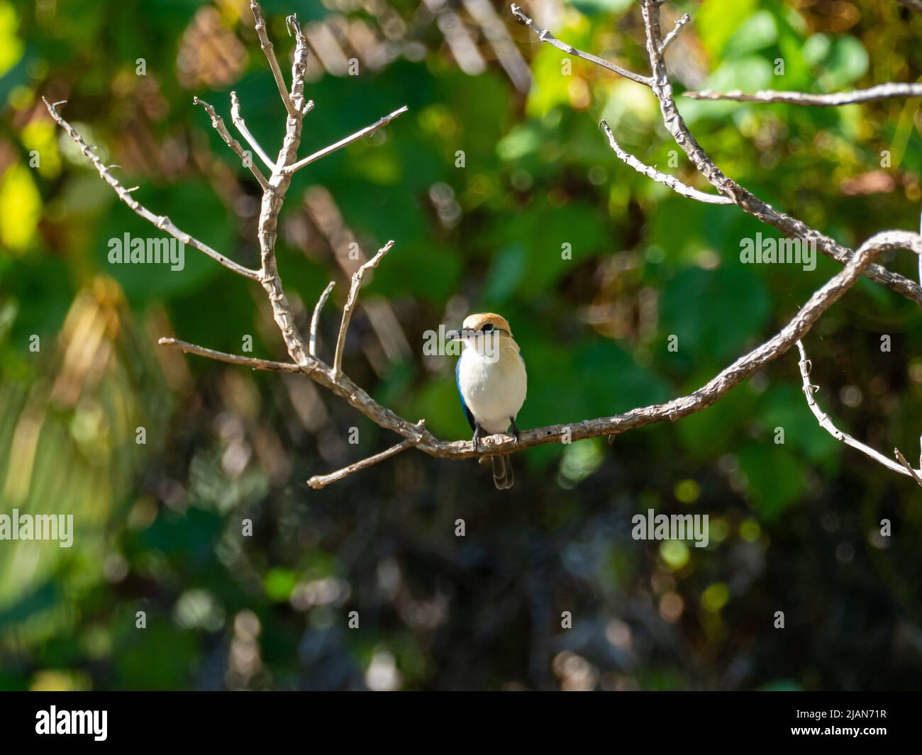 Niau Kingfisher, Tobraphus gertrudae, un seul oiseau endémique de l'île que l'on trouve seulement sur l'île de Niau, dans les Tuamotus de Polynésie française Banque D'Images