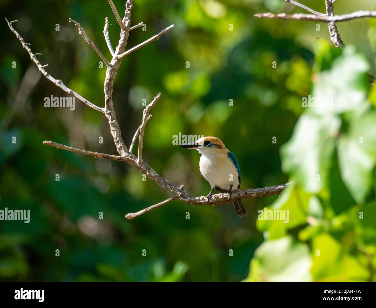 Niau Kingfisher, Tobraphus gertrudae, un seul oiseau endémique de l'île que l'on trouve seulement sur l'île de Niau, dans les Tuamotus de Polynésie française Banque D'Images