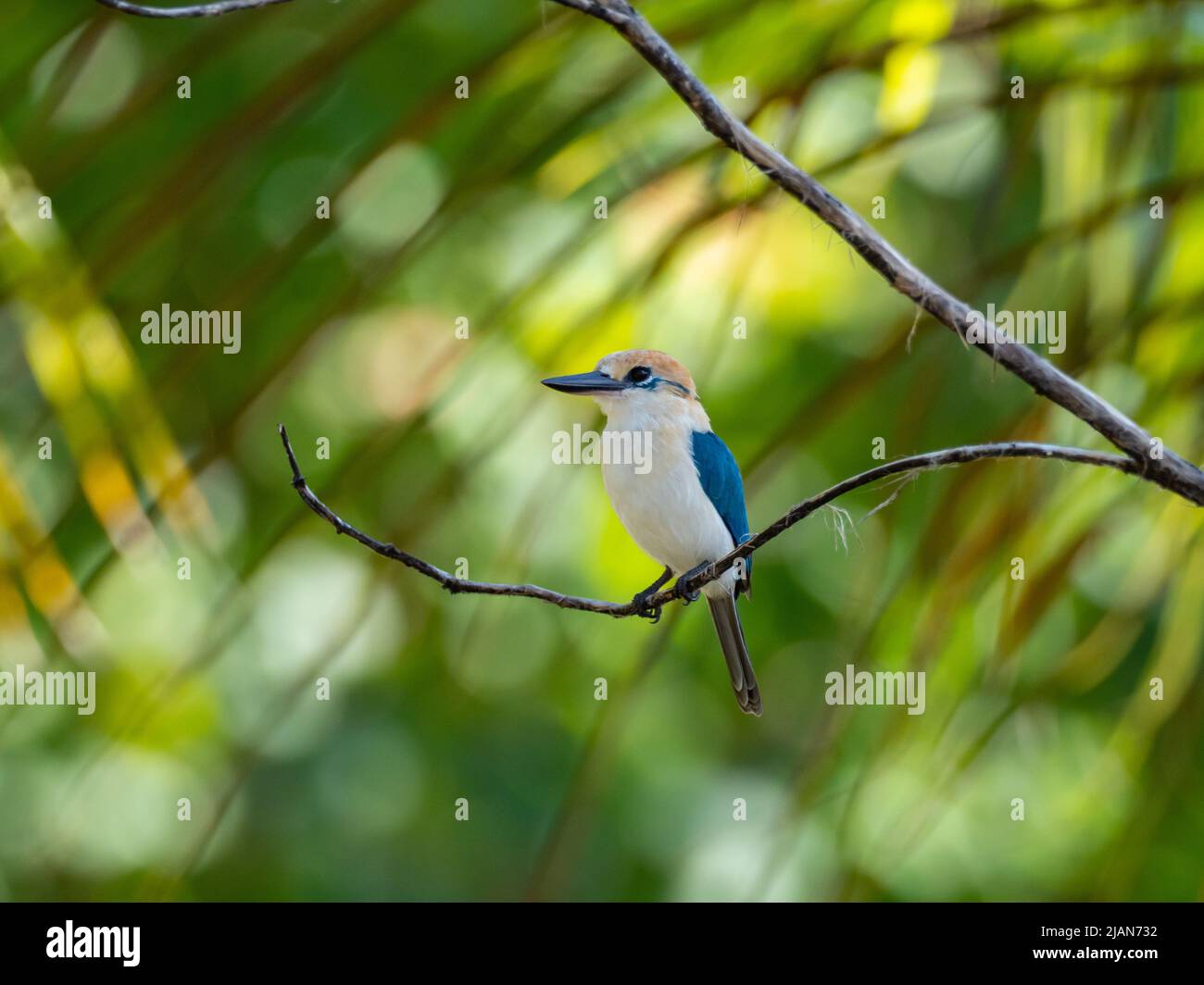 Niau Kingfisher, Tobraphus gertrudae, un seul oiseau endémique de l'île que l'on trouve seulement sur l'île de Niau, dans les Tuamotus de Polynésie française Banque D'Images