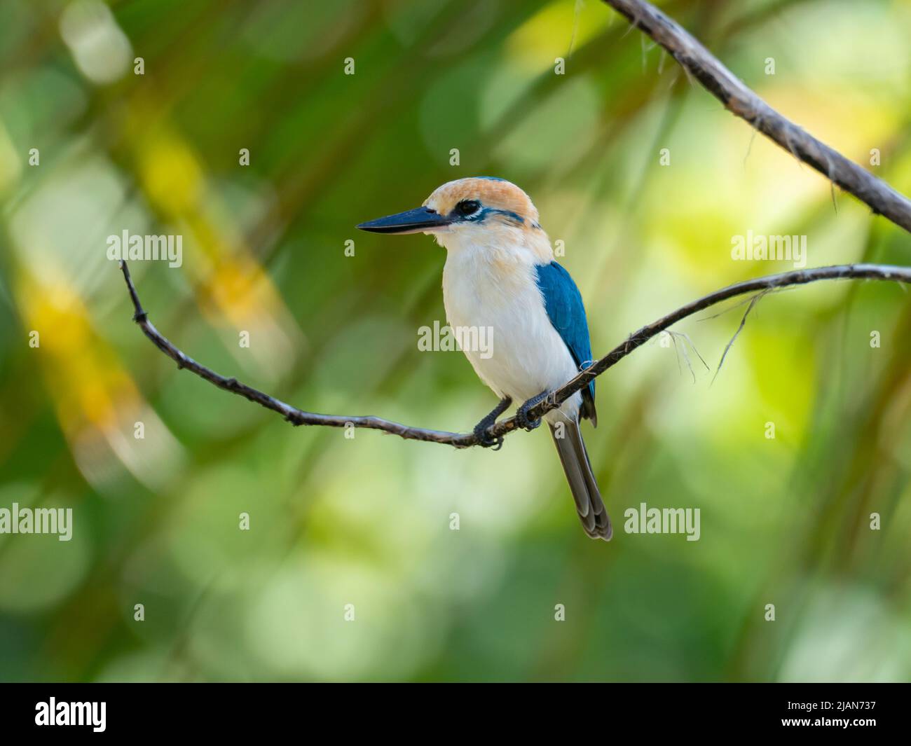 Niau Kingfisher, Tobraphus gertrudae, un seul oiseau endémique de l'île que l'on trouve seulement sur l'île de Niau, dans les Tuamotus de Polynésie française Banque D'Images