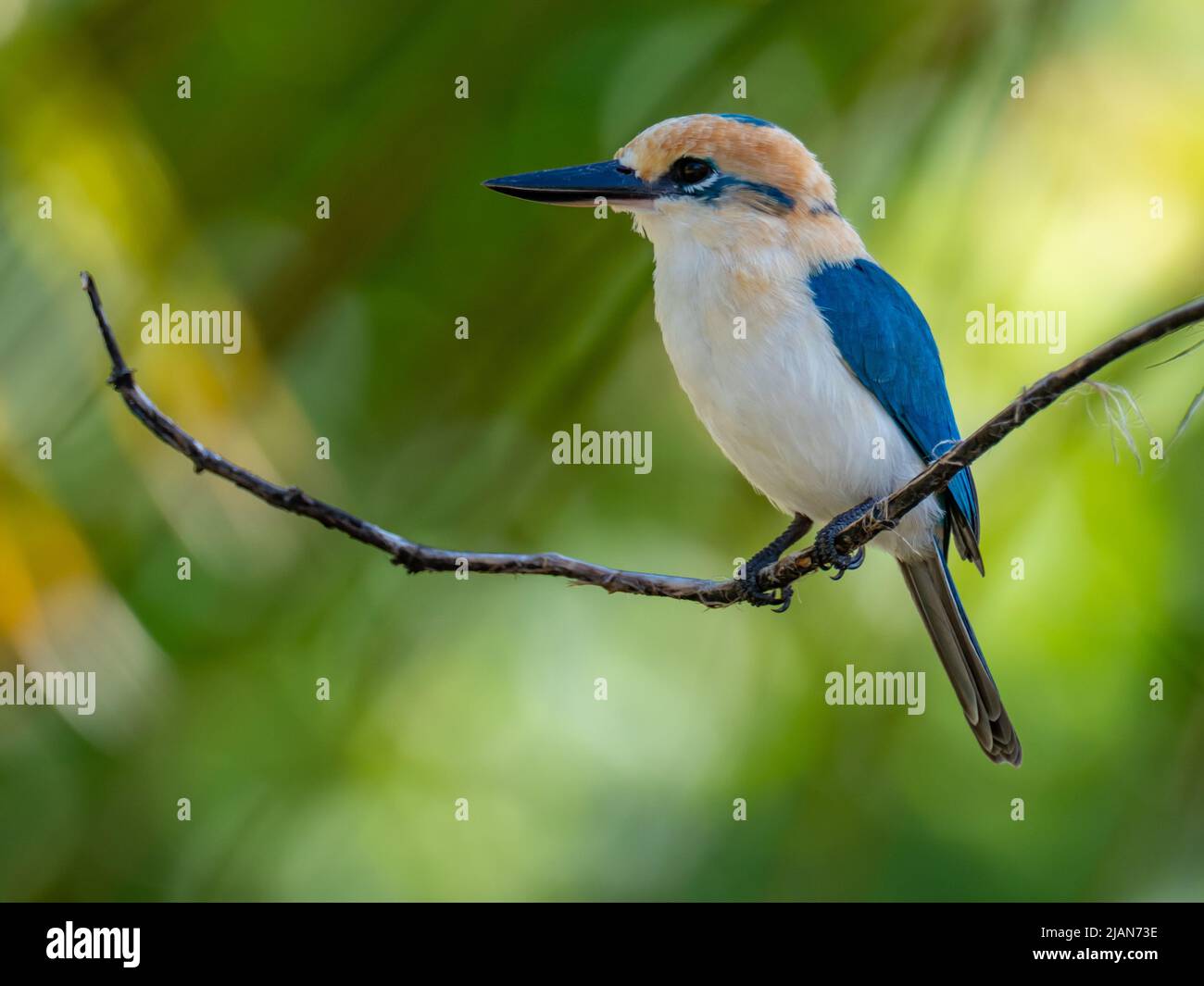 Niau Kingfisher, Tobraphus gertrudae, un seul oiseau endémique de l'île que l'on trouve seulement sur l'île de Niau, dans les Tuamotus de Polynésie française Banque D'Images