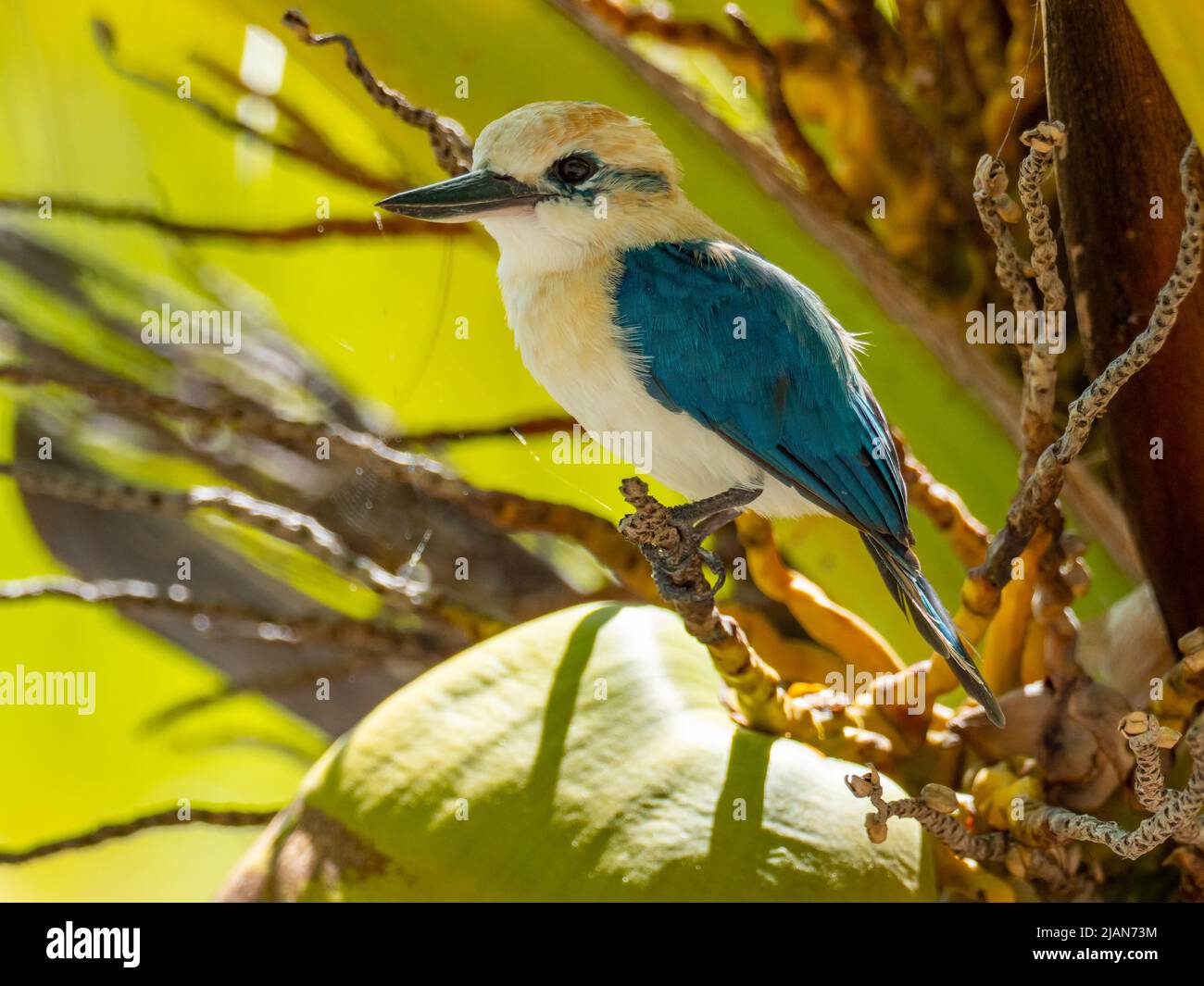 Niau Kingfisher, Tobraphus gertrudae, un seul oiseau endémique de l'île que l'on trouve seulement sur l'île de Niau, dans les Tuamotus de Polynésie française Banque D'Images