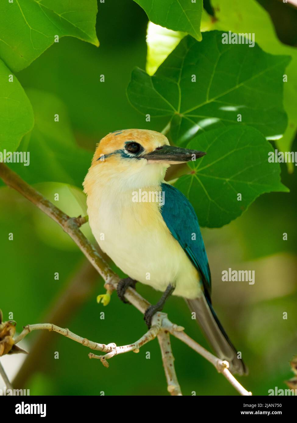 Niau Kingfisher, Tobraphus gertrudae, un seul oiseau endémique de l'île que l'on trouve seulement sur l'île de Niau, dans les Tuamotus de Polynésie française Banque D'Images