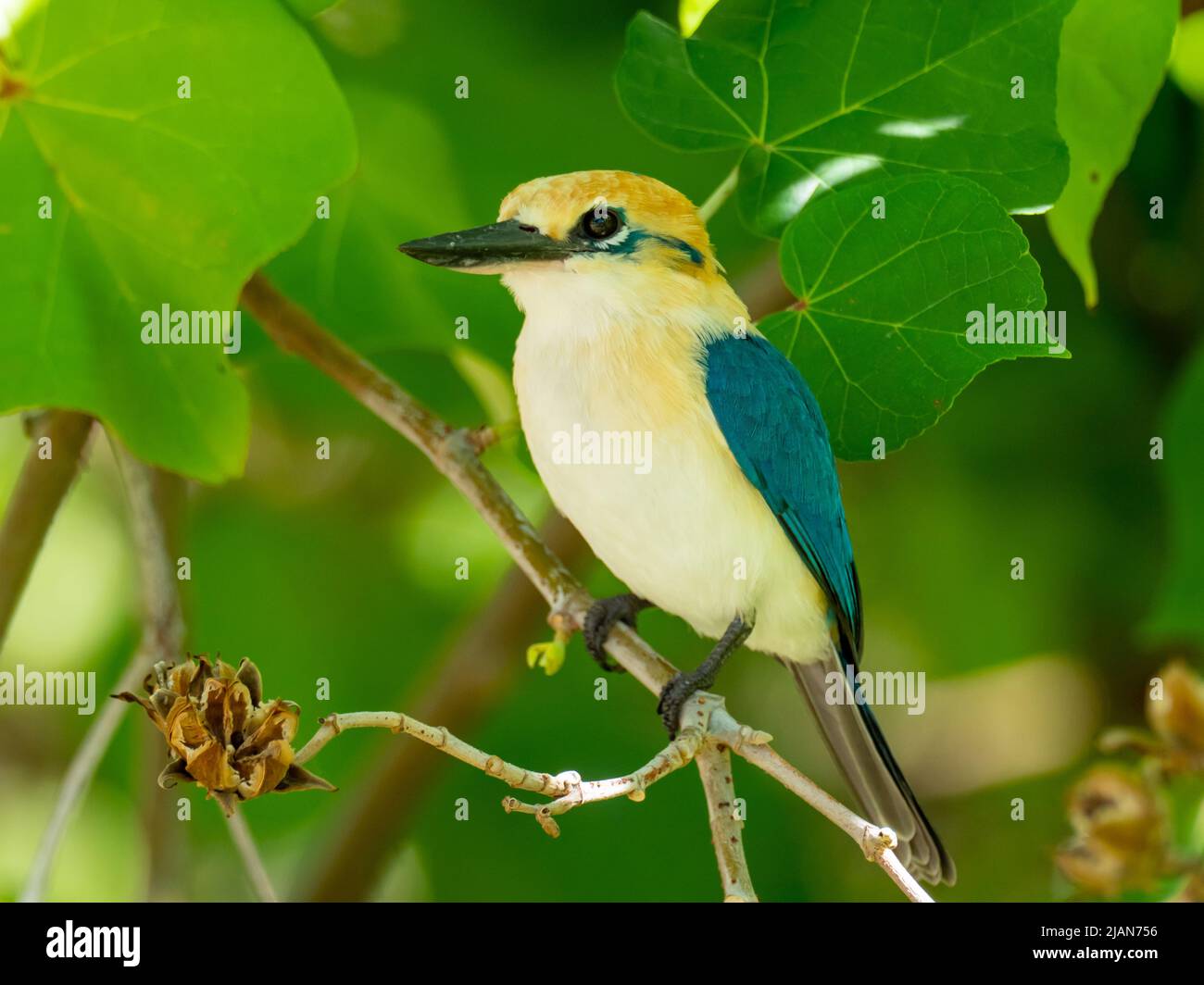 Niau Kingfisher, Tobraphus gertrudae, un seul oiseau endémique de l'île que l'on trouve seulement sur l'île de Niau, dans les Tuamotus de Polynésie française Banque D'Images