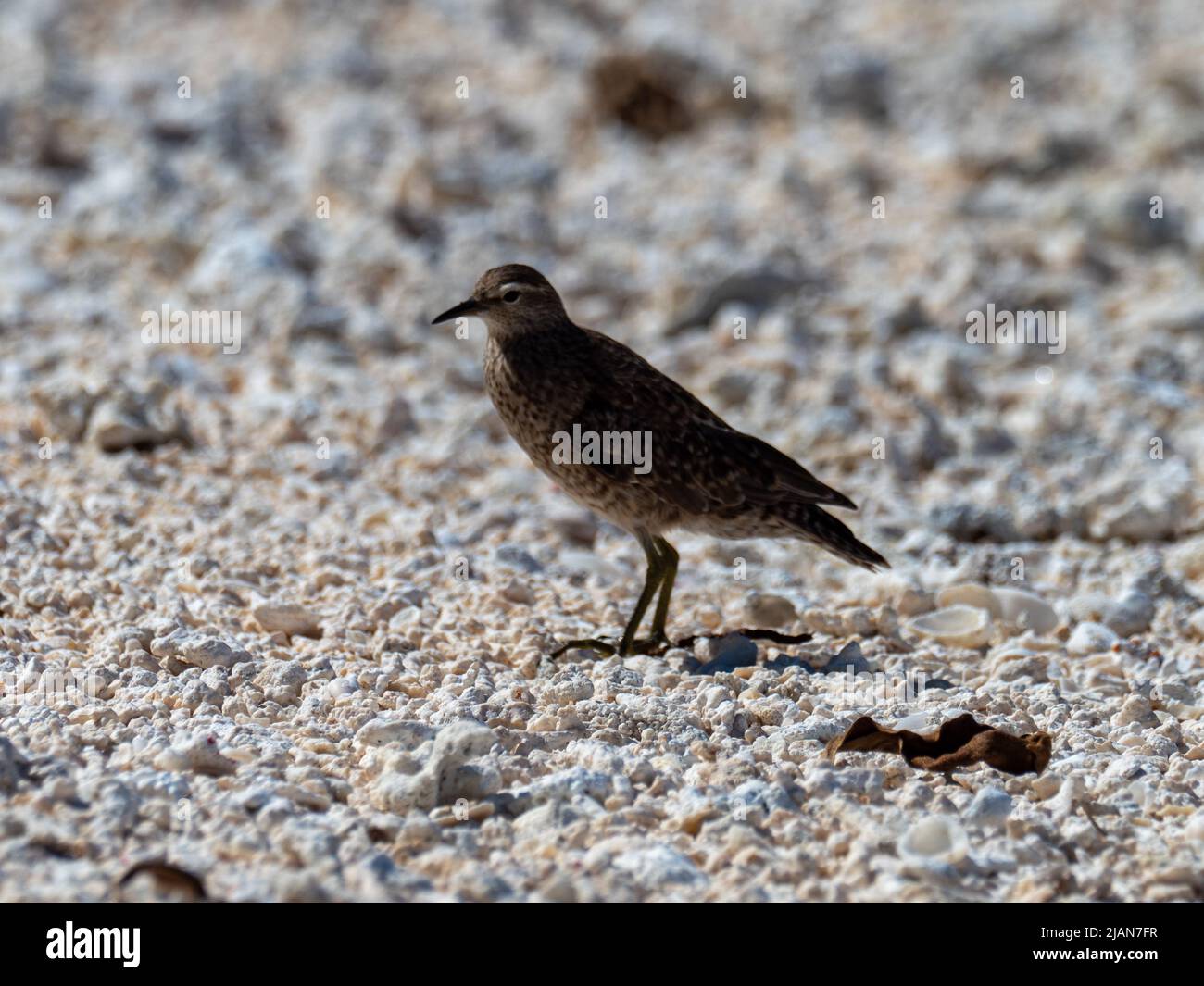 Tuamotu Sandpiper, Prosobésonia parvirostris, une espèce en voie de disparition qui se trouve uniquement dans les Tuamotus de Polynésie française Banque D'Images