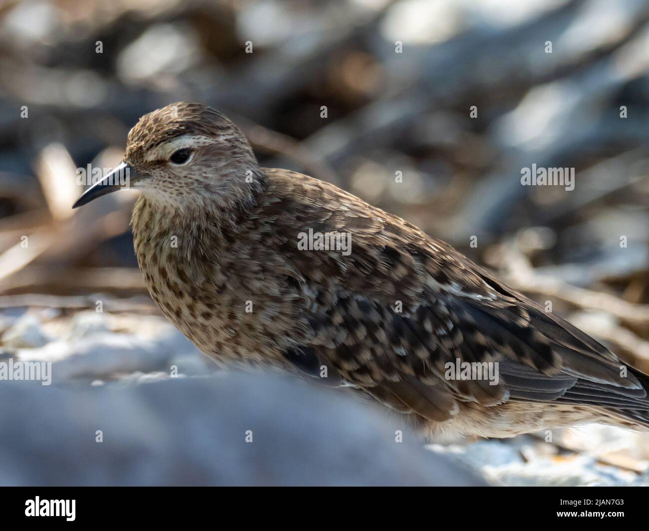 Tuamotu Sandpiper, Prosobésonia parvirostris, une espèce en voie de disparition qui se trouve uniquement dans les Tuamotus de Polynésie française Banque D'Images