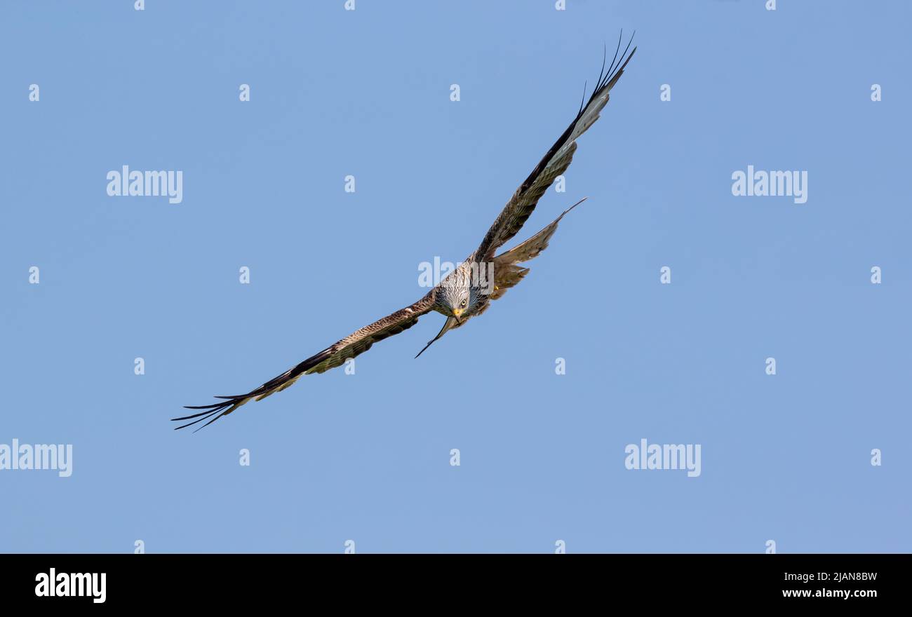 Kite rouge (Milvus milvus) en vol avec un ciel bleu clair en arrière-plan. Banque D'Images