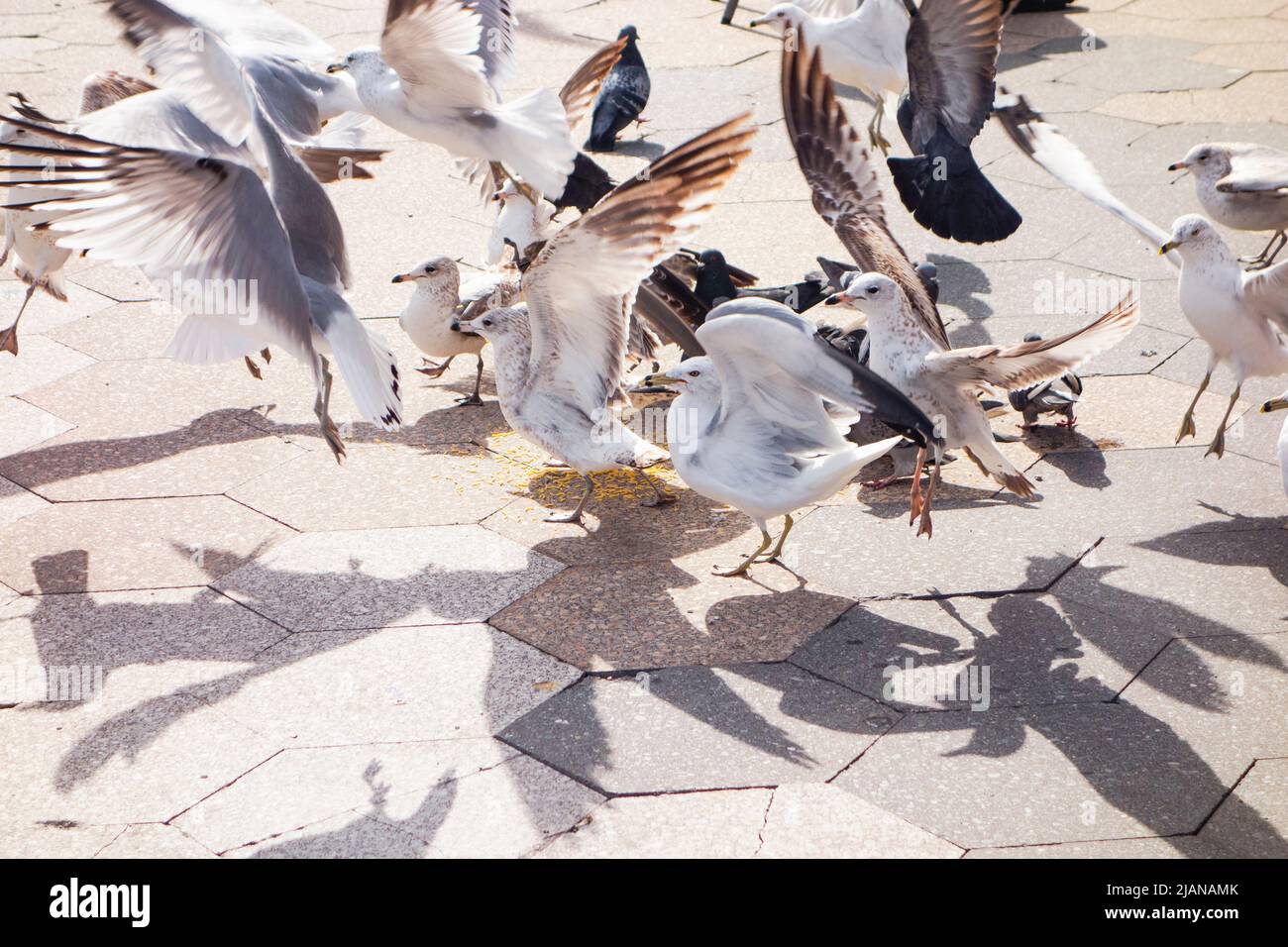 Troupeau de mouettes, Charadriiformes, envol avec des ombres d'ailes, New York City, East River, New York, États-Unis Banque D'Images