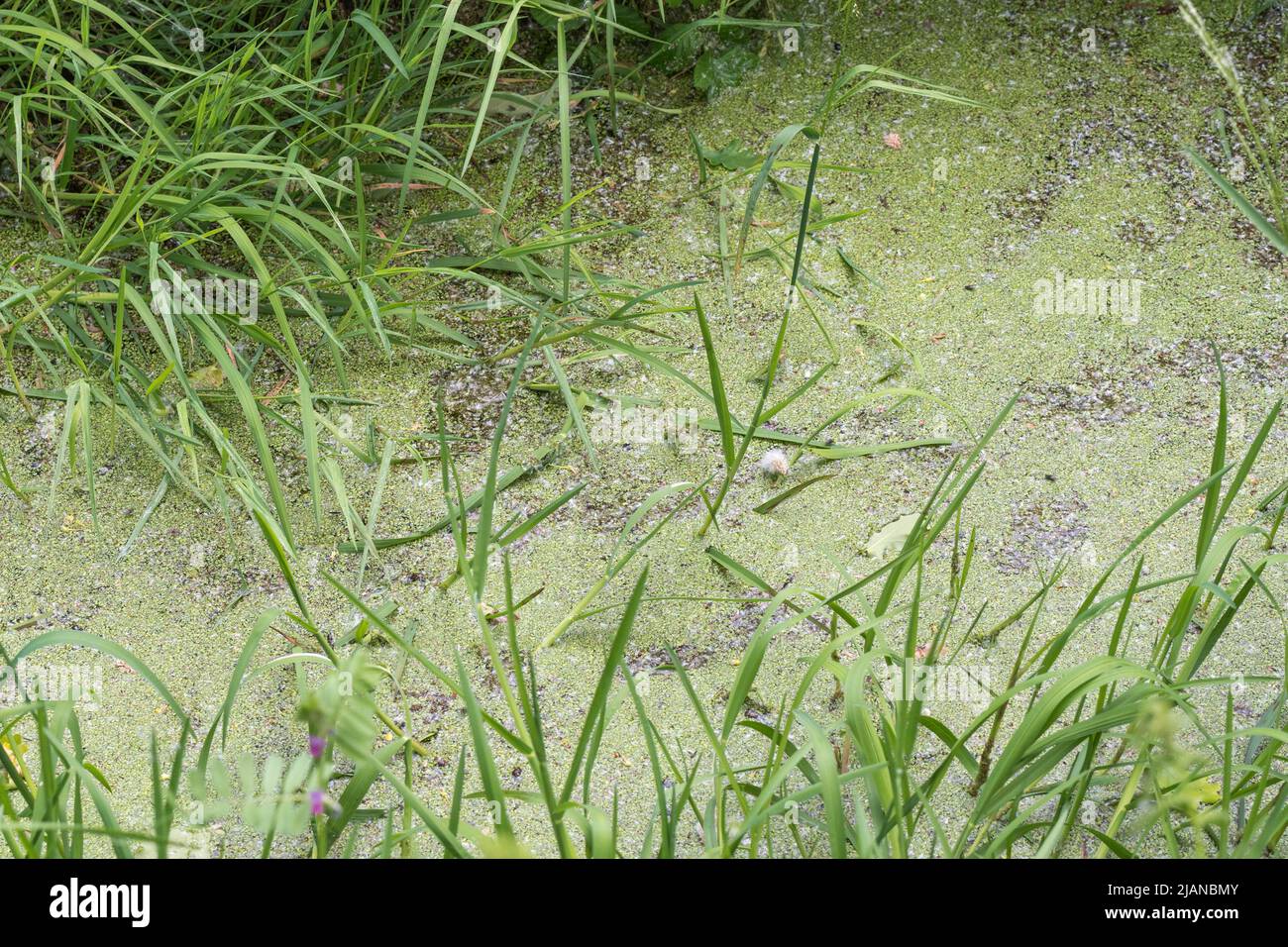 Stagnation / lent déplacement de l'eau dans le fossé de drainage, avec ce qui ressemble à une duckweed / espèce de Lemna. Lemna était autrefois utilisé comme plante médicinale dans les remèdes à base de plantes médicinales. Banque D'Images