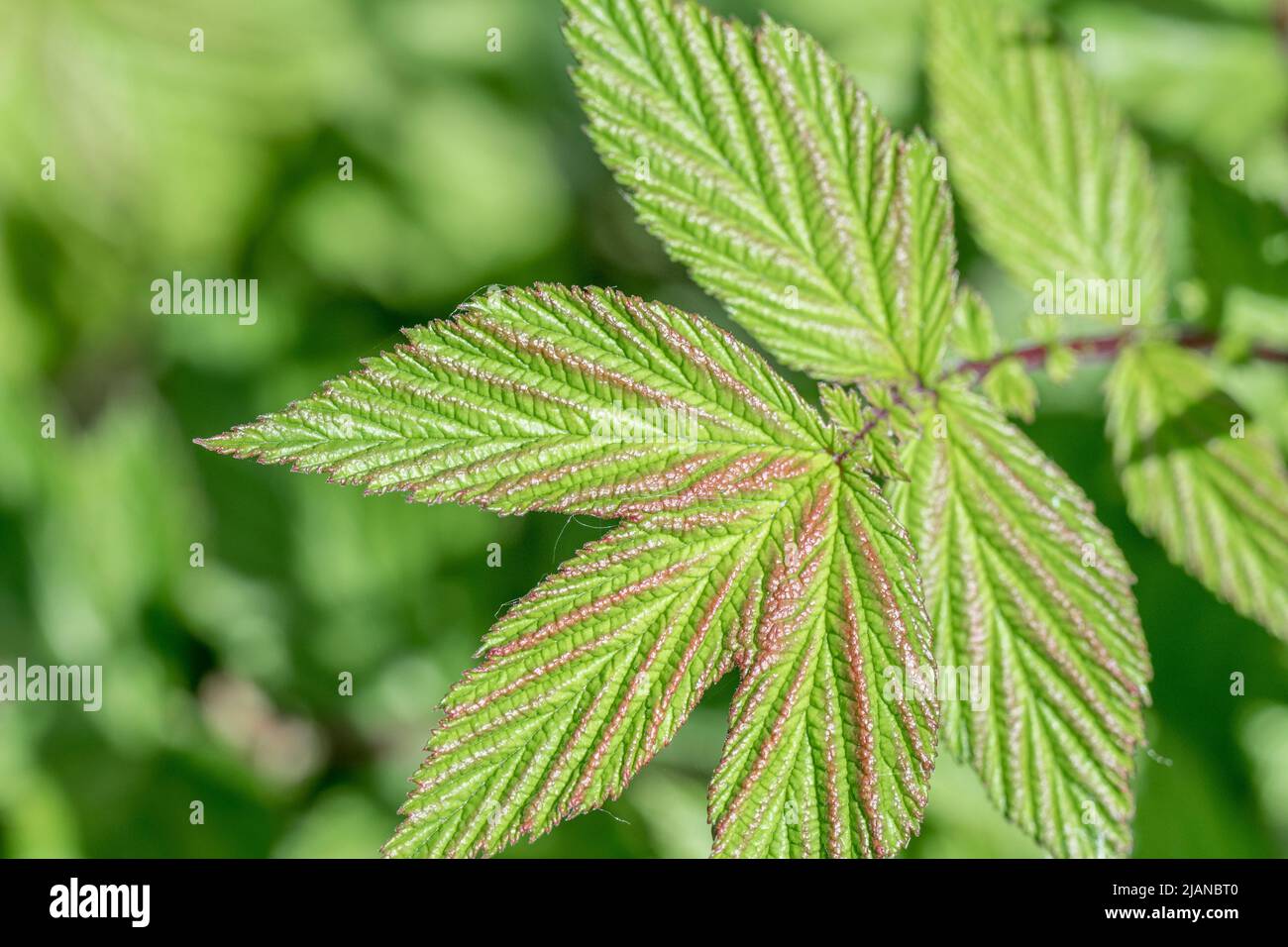 Jeunes feuilles de Meadowsweet / Filipendula ulmaria, ailées de pourpre rouge, dans un fossé en bord de route. Une fois utilisé comme plante médicinale pour le contenu semblable à l'aspirine. Banque D'Images
