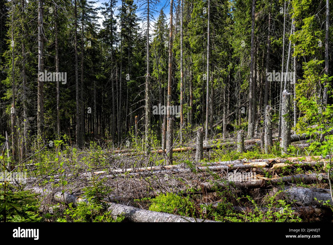 Forêt morte d'épinette détruite par la pollution de l'air et les coléoptères d'écorce. Montagnes Tatra, Slovaquie. Banque D'Images