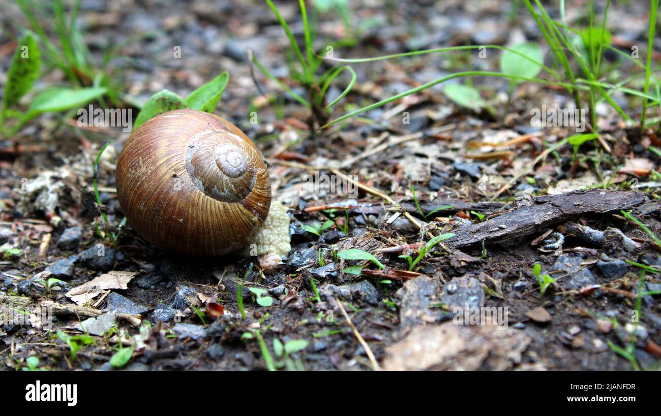 Zurückgezogene Schnecke (Gastropoda), Weinbergschnecke (Helix pomatia) mit Haus, Gehäuse oder Schale auf Waldboden, Bayern, Allemagne. Banque D'Images