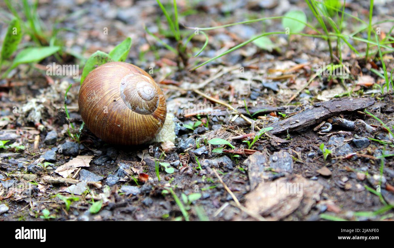 Zurückgezogene Schnecke (Gastropoda), Weinbergschnecke (Helix pomatia) mit Haus, Gehäuse oder Schale auf Waldboden, Bayern, Allemagne. Banque D'Images