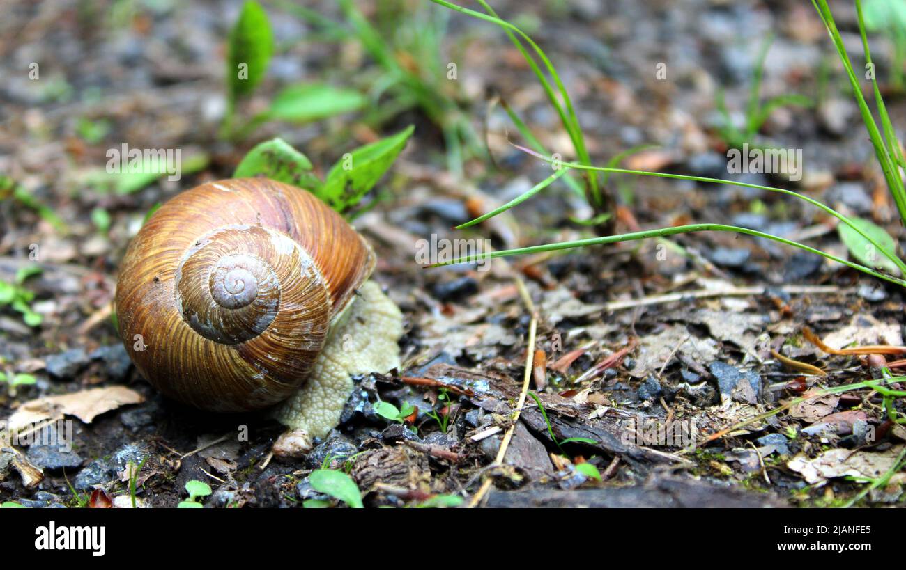 Zurückgezogene Schnecke (Gastropoda), Weinbergschnecke (Helix pomatia) mit Haus, Gehäuse oder Schale auf Waldboden, Bayern, Allemagne. Banque D'Images