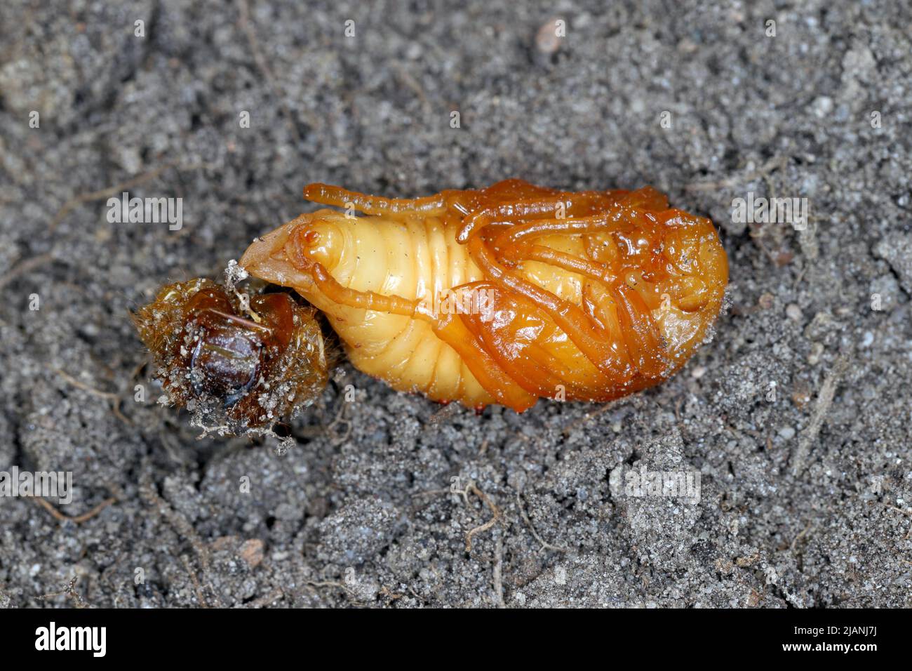 Summer Chafer, European June Beetle (Amphimallon solstitiale), pupa. Banque D'Images