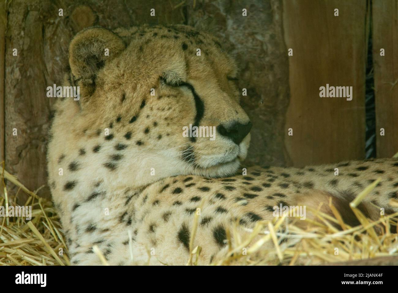 Un guépard endormi (Acinonyx jubatus) posé sur de la paille avec un fond en bois Banque D'Images