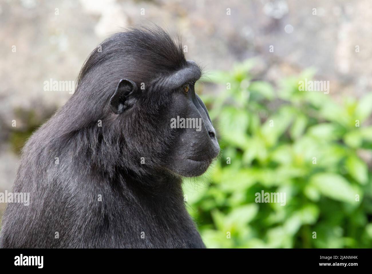 Macaque à crête de Sulawesi (Macaca nigra) tête et épaules profil d'un macaque à crête de Sulawesi avec fond vert naturel Banque D'Images