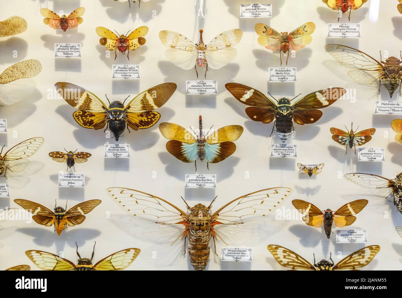Moscou, Russie - 12 mars 2019 : Collection d'insectes naturel séché dans le jardin d'apothicaire. Ensemble de broches en biologie des insectes du musée. Zoologie background Banque D'Images