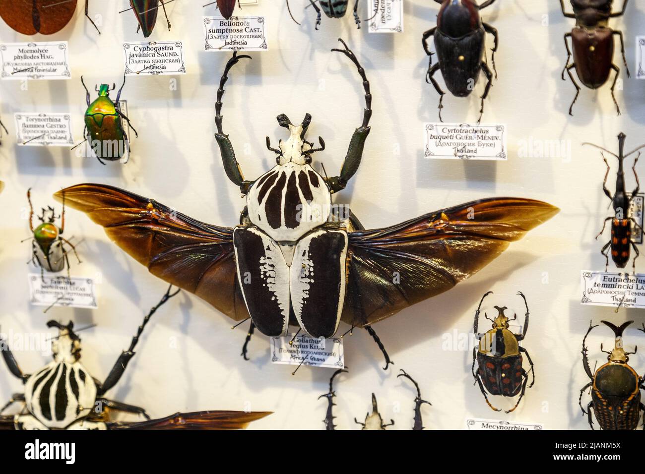 Moscou, Russie - 12 mars 2019 : Collection d'insectes naturel séché dans le jardin d'apothicaire. Ensemble de broches en biologie des insectes du musée. Zoologie background Banque D'Images