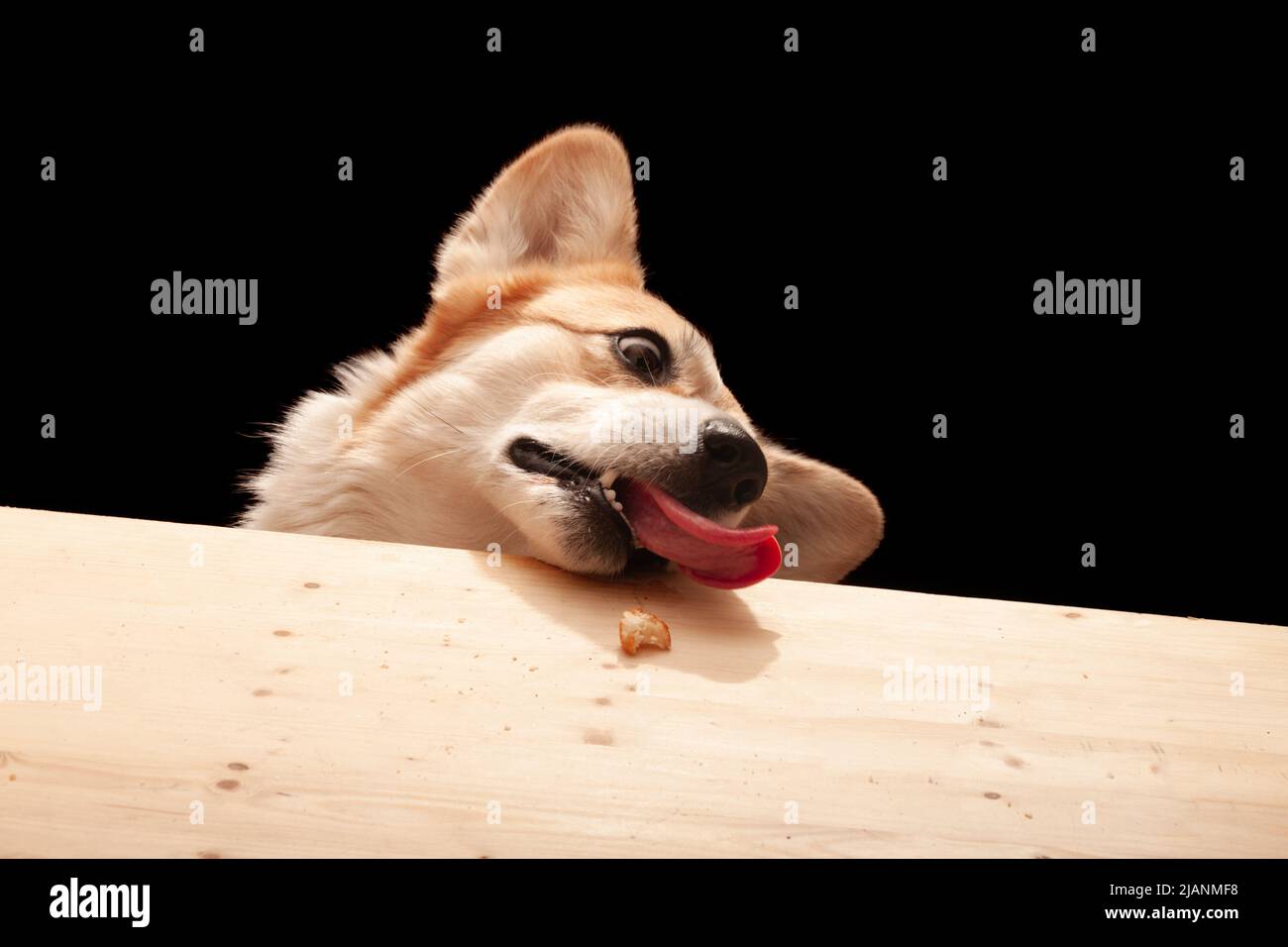 Un mignon Pembroke Corgi veut manger une tranche de pizza de la table. Vie de chien Banque D'Images