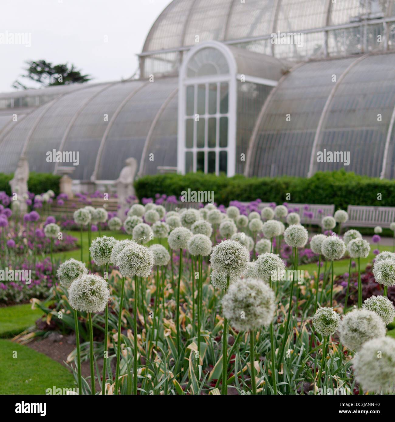 Richmond, Grand Londres, Angleterre, 18 mai 2022: Jardins botaniques royaux Kew. Des fleurs blanches fleurissent devant le Palm House. Banque D'Images