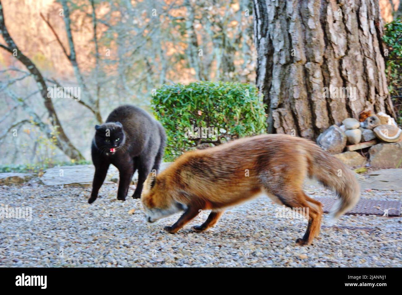 Chat Renard Banque De Photographies Et D Images A Haute Resolution Alamy