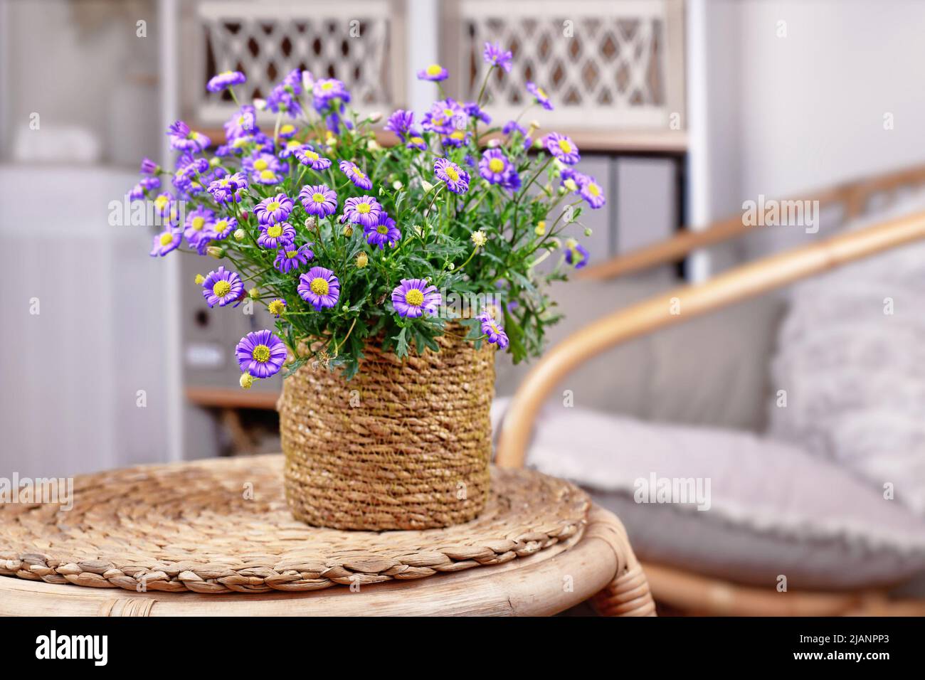 Fleurs de pâquerettes rocailleuses violettes dans le pot de panier sur la table Banque D'Images
