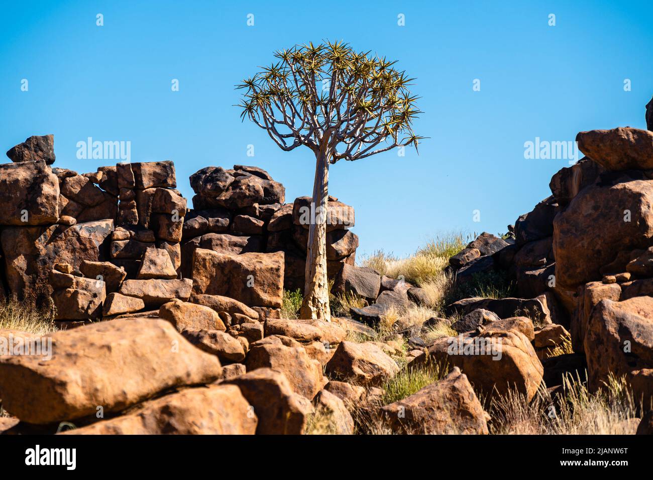 Forêt d'arbres de quiver près de Keetmanshoop, Namibie. Topographie des régions arides en Afrique. Banque D'Images