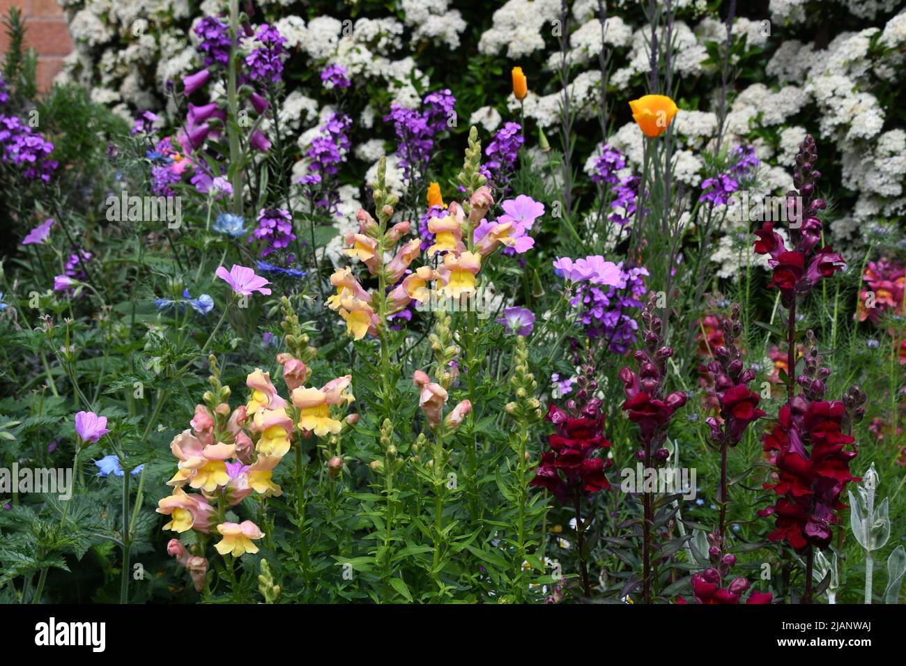 Une bordure de fleur colorée et vive avec un mélange d'antirrhinums dorés et rouges profonds, coquelicots californiens dorés, amour-dans-un-brouillard bleu, nigella, erysimum, Banque D'Images