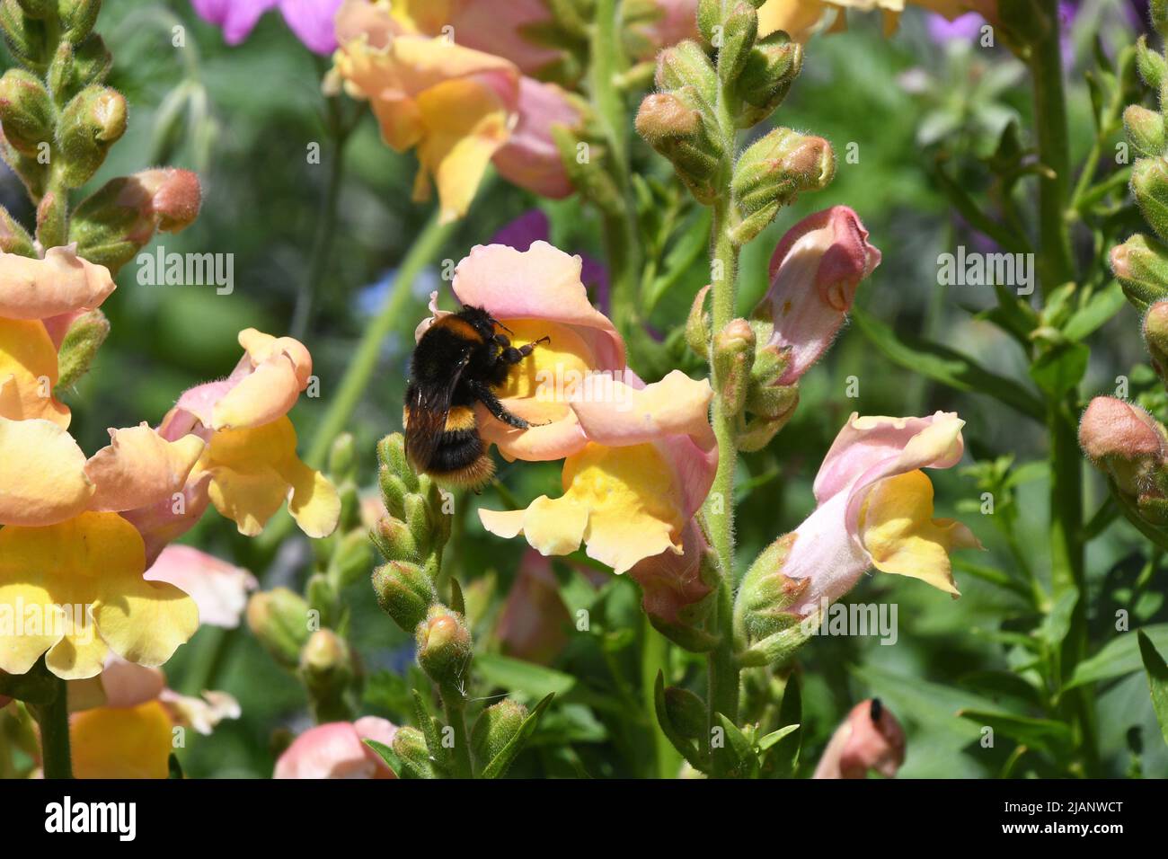 Une frontière lumineuse et colorée de fleurs avec des antirrhinums dorés pollinisés par une petite abeille. Dans un jardin du Somerset au début de l'été. Banque D'Images