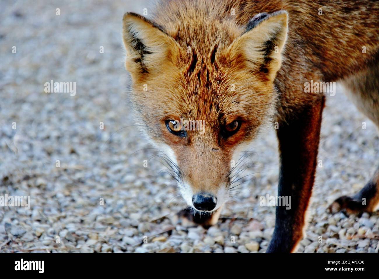 Les yeux d'un renard rouge européen Banque D'Images