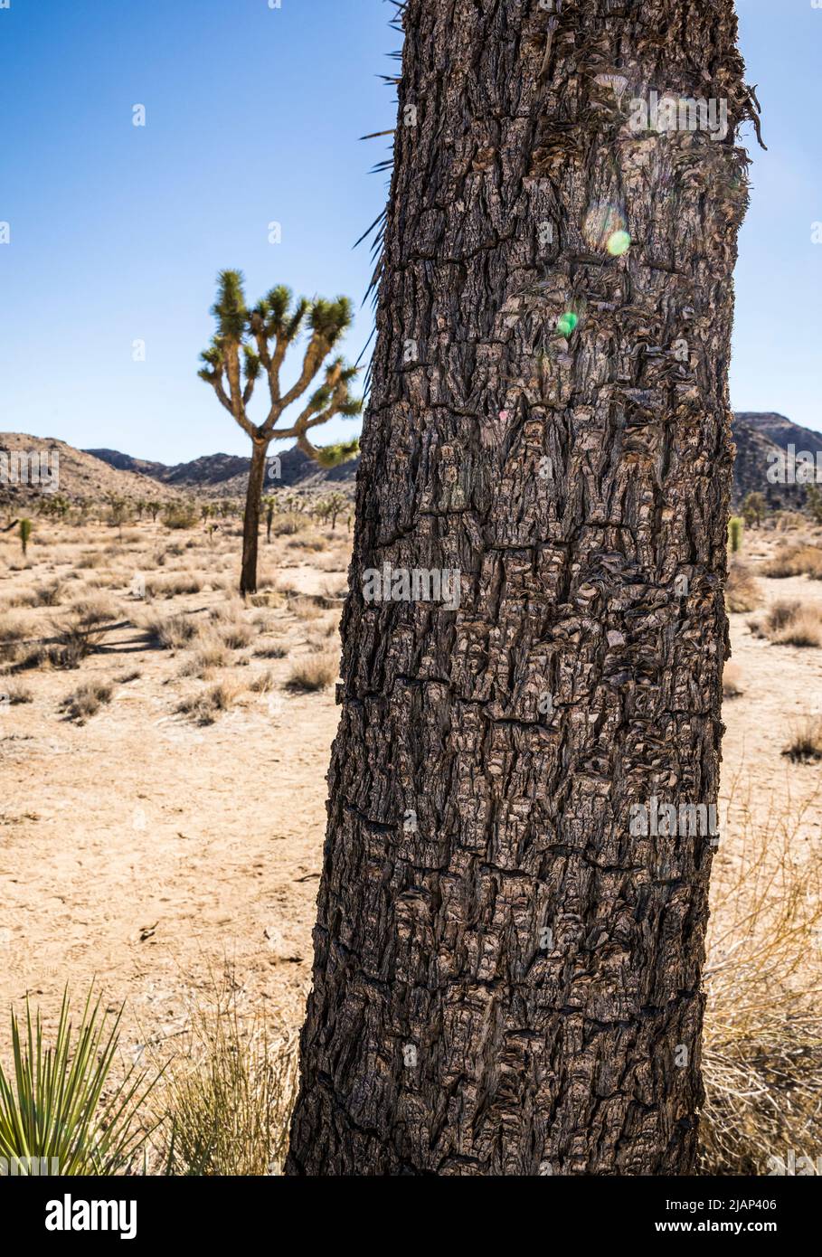 Gros plan d'un tronc de Joshua Tree contre un paysage et un ciel bleu dans le parc national de Joshua Tree. Banque D'Images