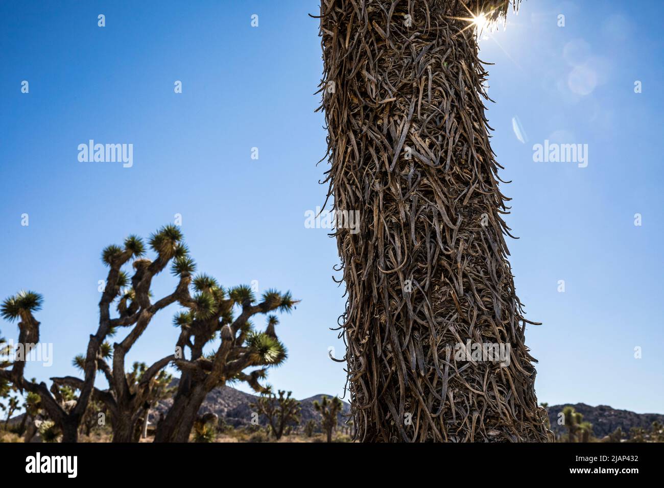 Gros plan d'un tronc de Joshua Tree contre un paysage et un ciel bleu dans le parc national de Joshua Tree. Banque D'Images