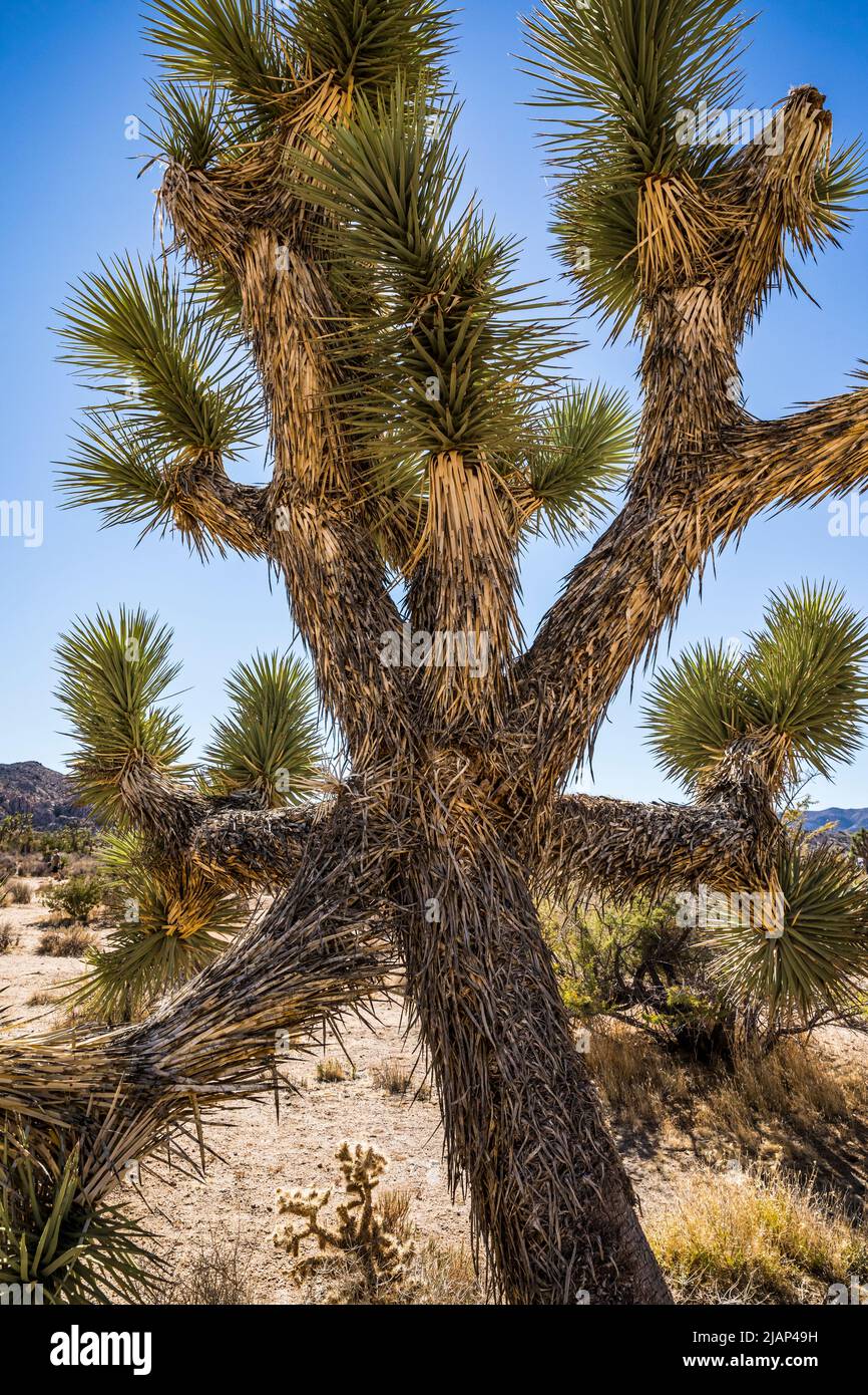 Un arbre de Joshua dans le parc national de Joshua Tree. Banque D'Images