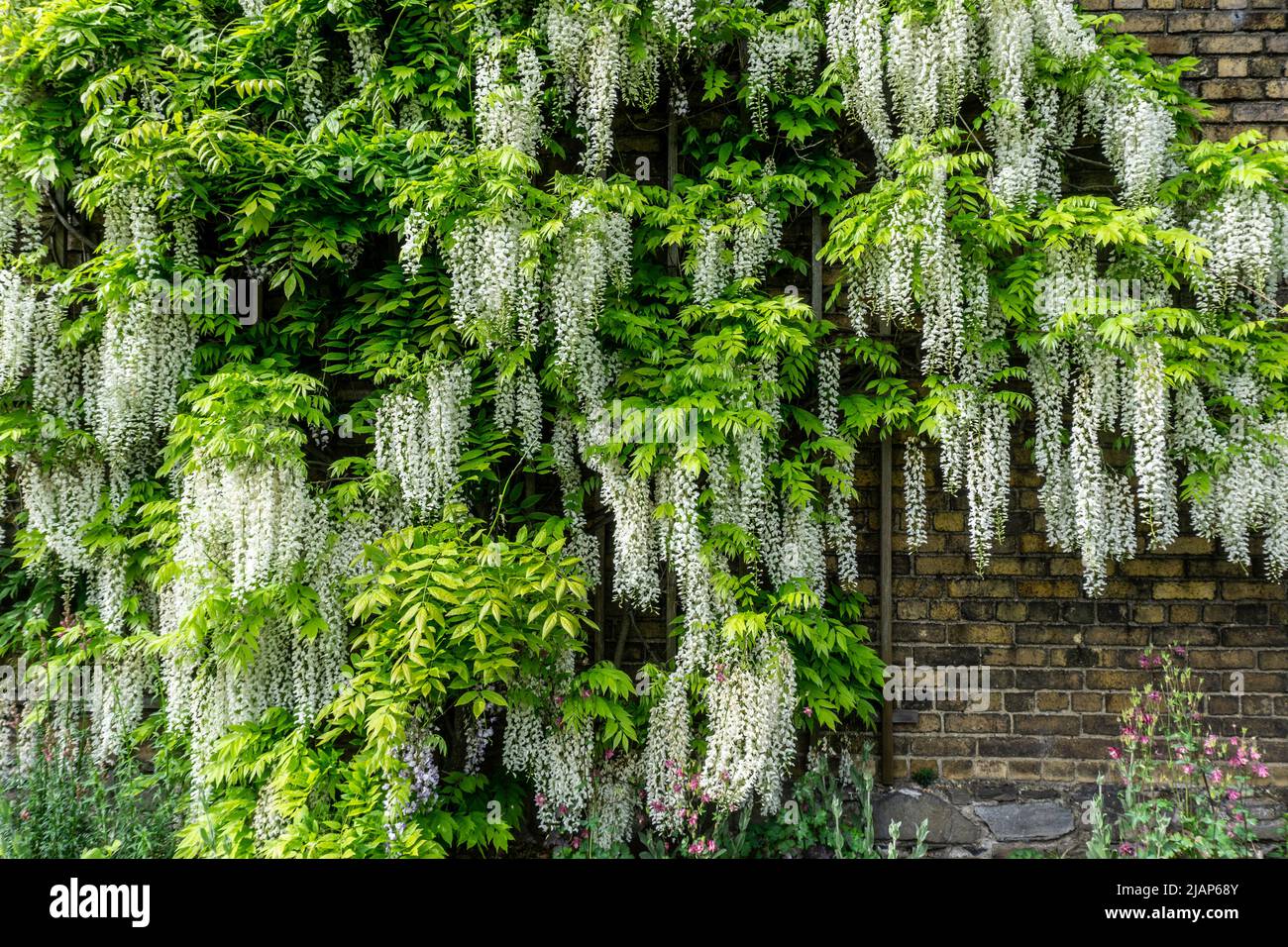 Une wisteria blanche en pleine floraison. Banque D'Images