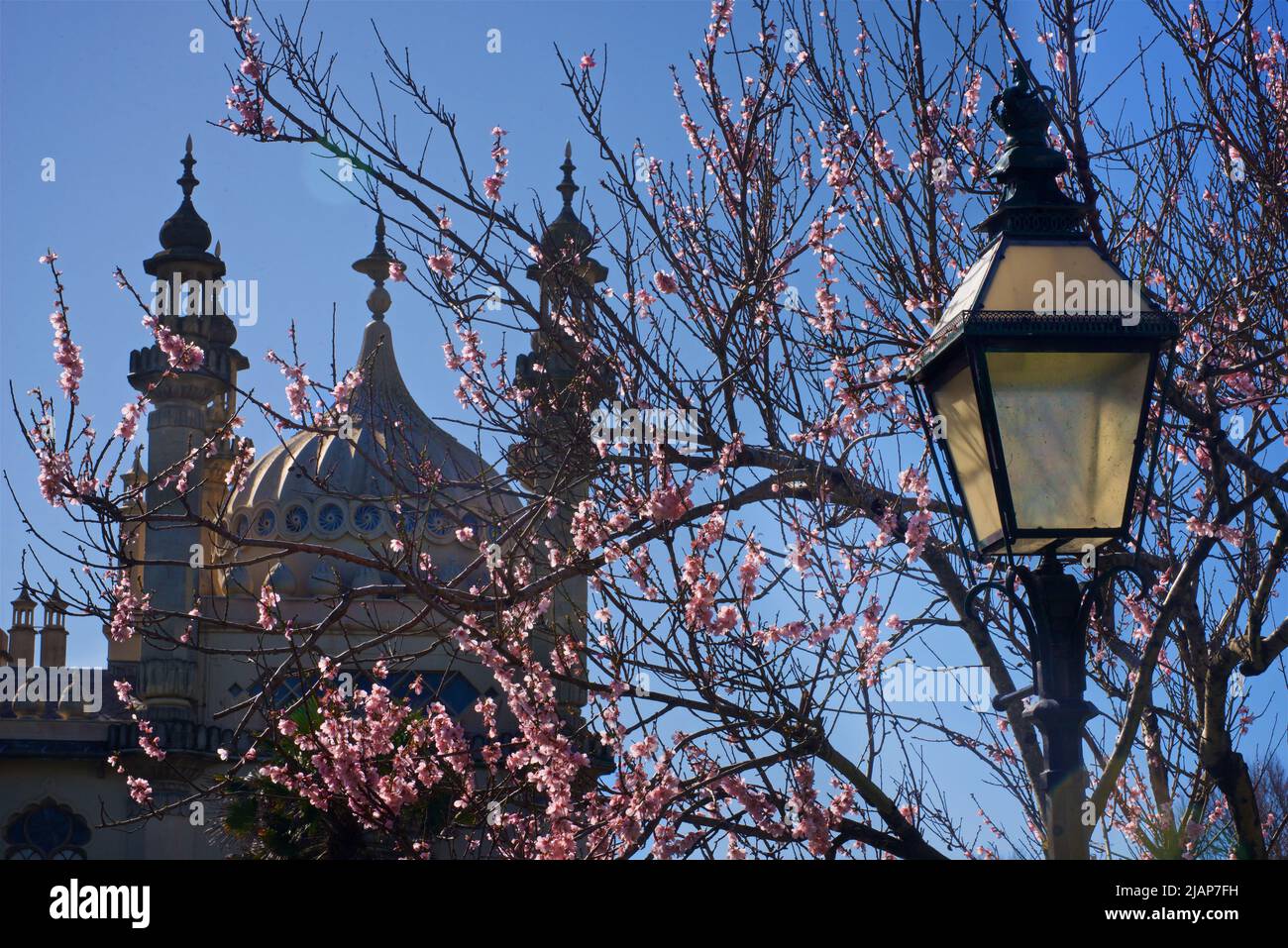 Période géorgienne très ornée, toit d'inspiration indienne du Royal Pavilion de Brighton, Brighton, East Sussex, Angleterre, Royaume-Uni. Dôme et minarets. Indo-Saracenic Revival. Sprint avec fleur de cerisier et lampadaire rétroéclairé. Banque D'Images