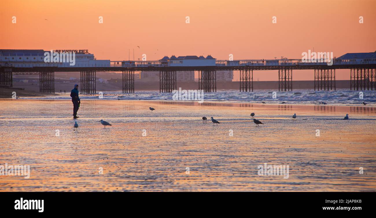 Silhouettes de l'aube sur la plage à marée basse, Brighton & Hove, East Sussex, Angleterre, Royaume-Uni. Promenade matinale sur la plage avec le Palace / Brighton Pier en arrière-plan. Mouettes. Banque D'Images
