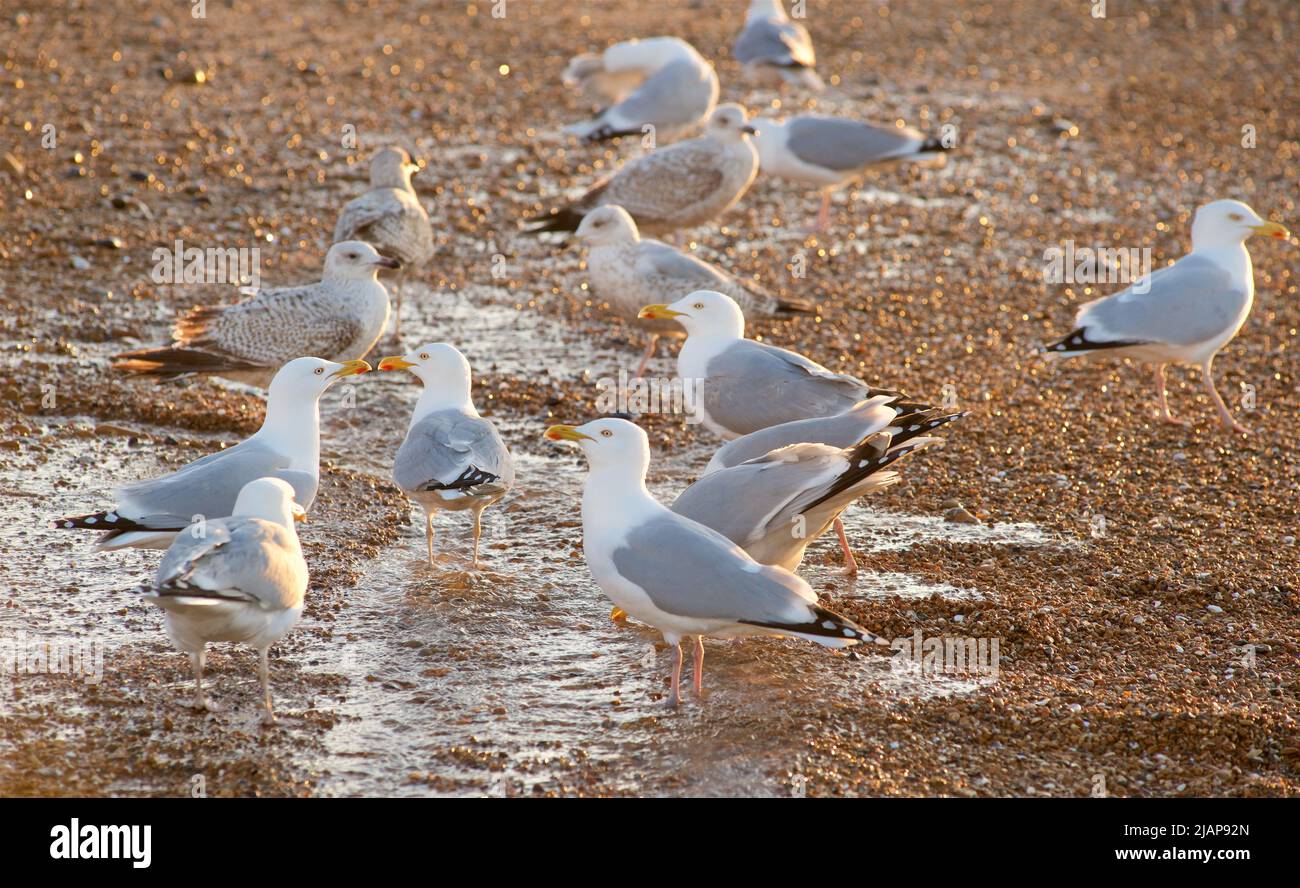Goélands argentés/mouettes sur la plage de Brighton. Brighton & Hove, East Sussex, Angleterre, Royaume-Uni. . Banque D'Images