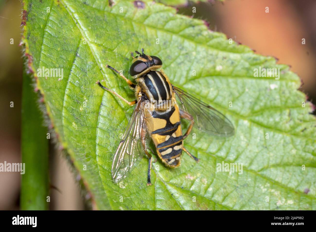 Une mouche stationnaire (Heliophilus sp) se baquant sur une feuille. Prise à Hawthorn Hive près de Seaham, Royaume-Uni. Banque D'Images