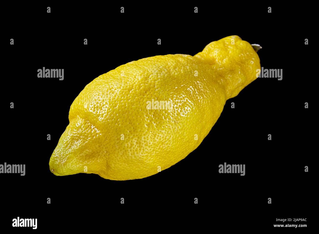 Magnifique citron génétiquement modifié sur fond noir. Applications pratiques du génie génétique Banque D'Images