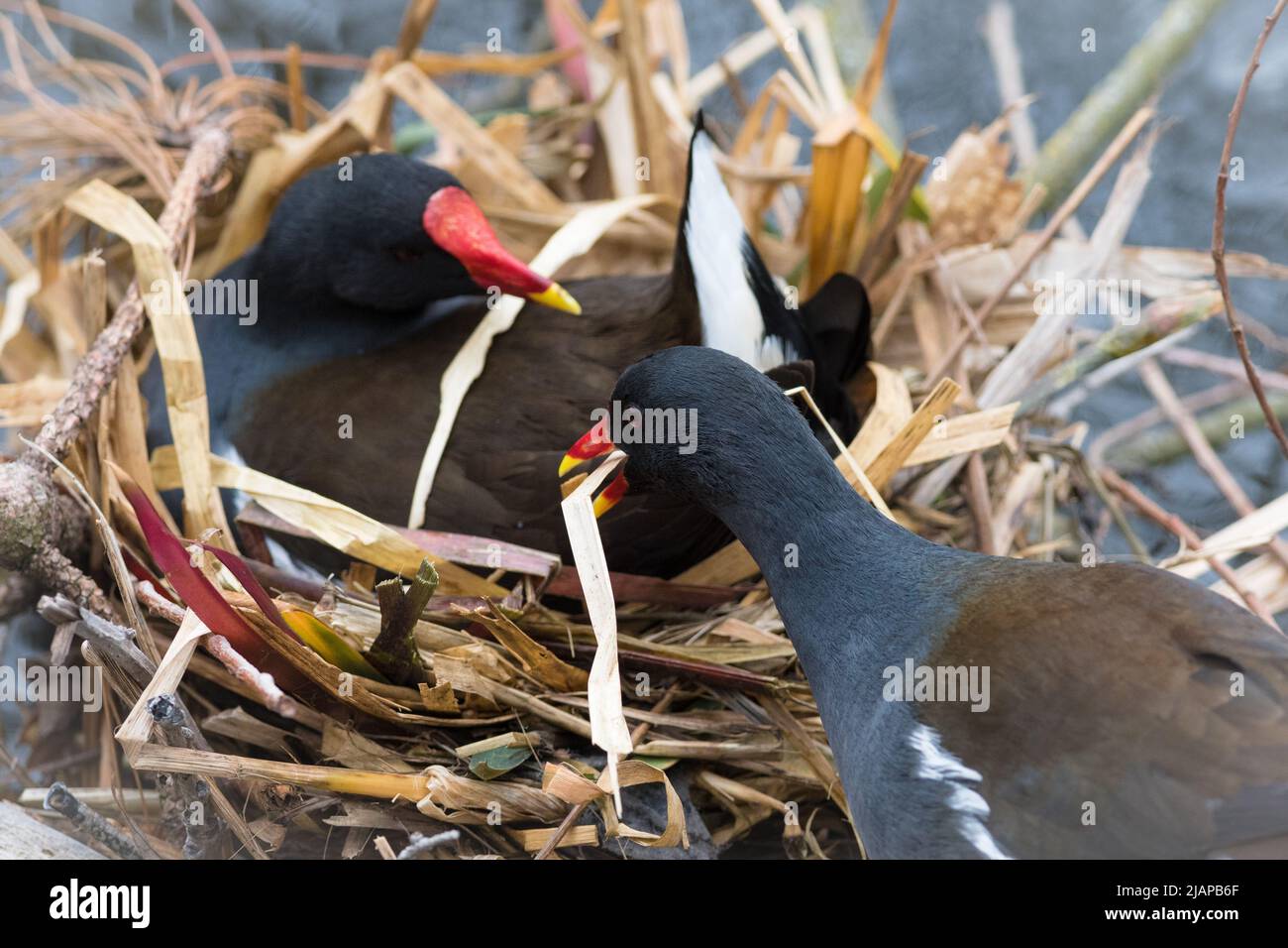 Une paire de moorhens communs (Gallinula chloropus) coopèrent pour construire leur nid dans Barnes Park, Sunderland, Royaume-Uni Banque D'Images