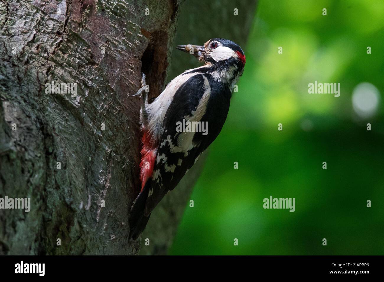 Un grand pic tacheté mâle (Dendrocopos Major) nourrissant son jeune dans son trou de nid. Prise à Barnes Park, Sunderland, Tyne & Wear, Royaume-Uni Banque D'Images