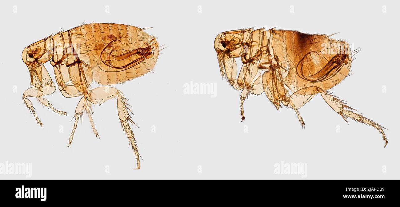 Deux vues latérales gauches agrandies des puces mâles de rat oriental, Xenopsyla cheopis, un vecteur de peste bubonique bien connu. Ces spécimens ont été récoltés dans la peau d'un rat maison malaisien, Rattus hotus diardii, qui avait été situé dans un village rural, dans le district de la Régence de Boyolali, dans la province de Java central en Indonésie Banque D'Images