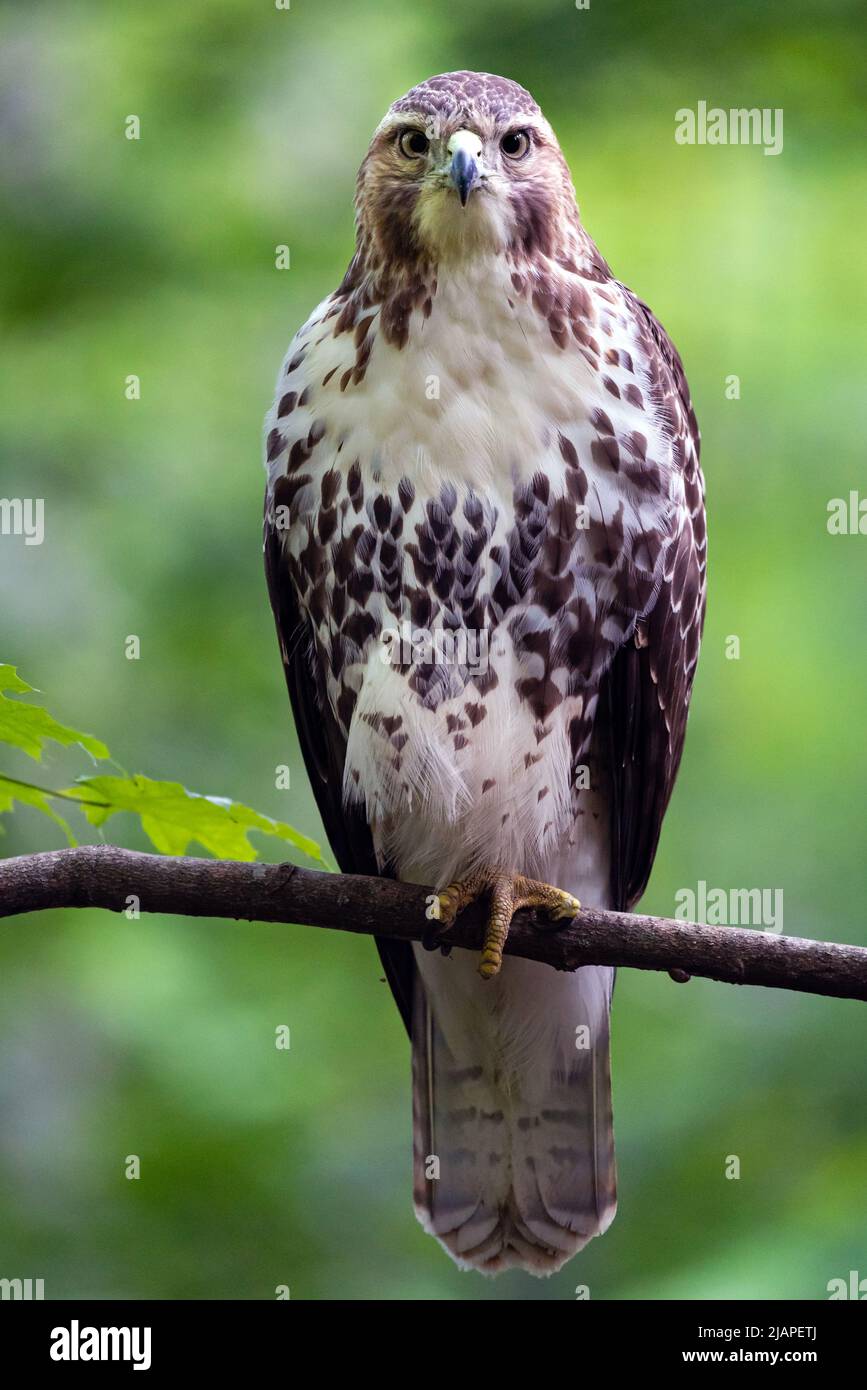 Cooper's Hawk, Grindstone Creek, Waterdown, Hamilton (Ontario), Canada. Le faucon de Cooper est un faucon de taille moyenne originaire du continent nord-américain et trouvé du sud du Canada au Mexique. Accipiter cooperii Banque D'Images