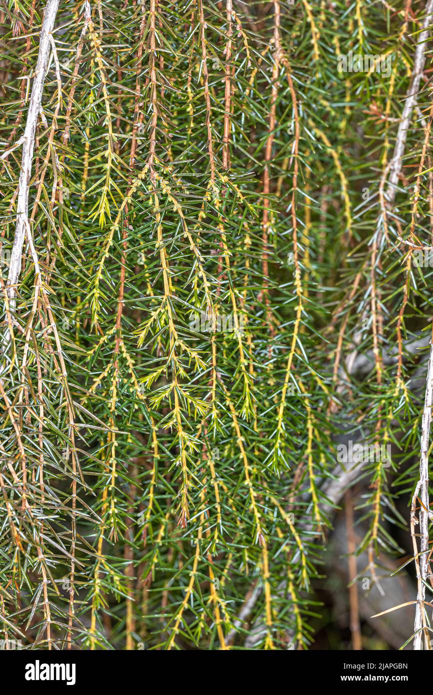Juniperus rigida pendula Banque de photographies et d’images à haute ...