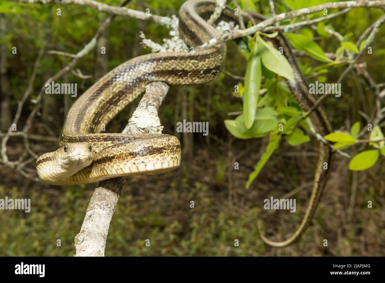 Serpent de rat verdâtre - Pantherophis alleghaniensis Banque D'Images