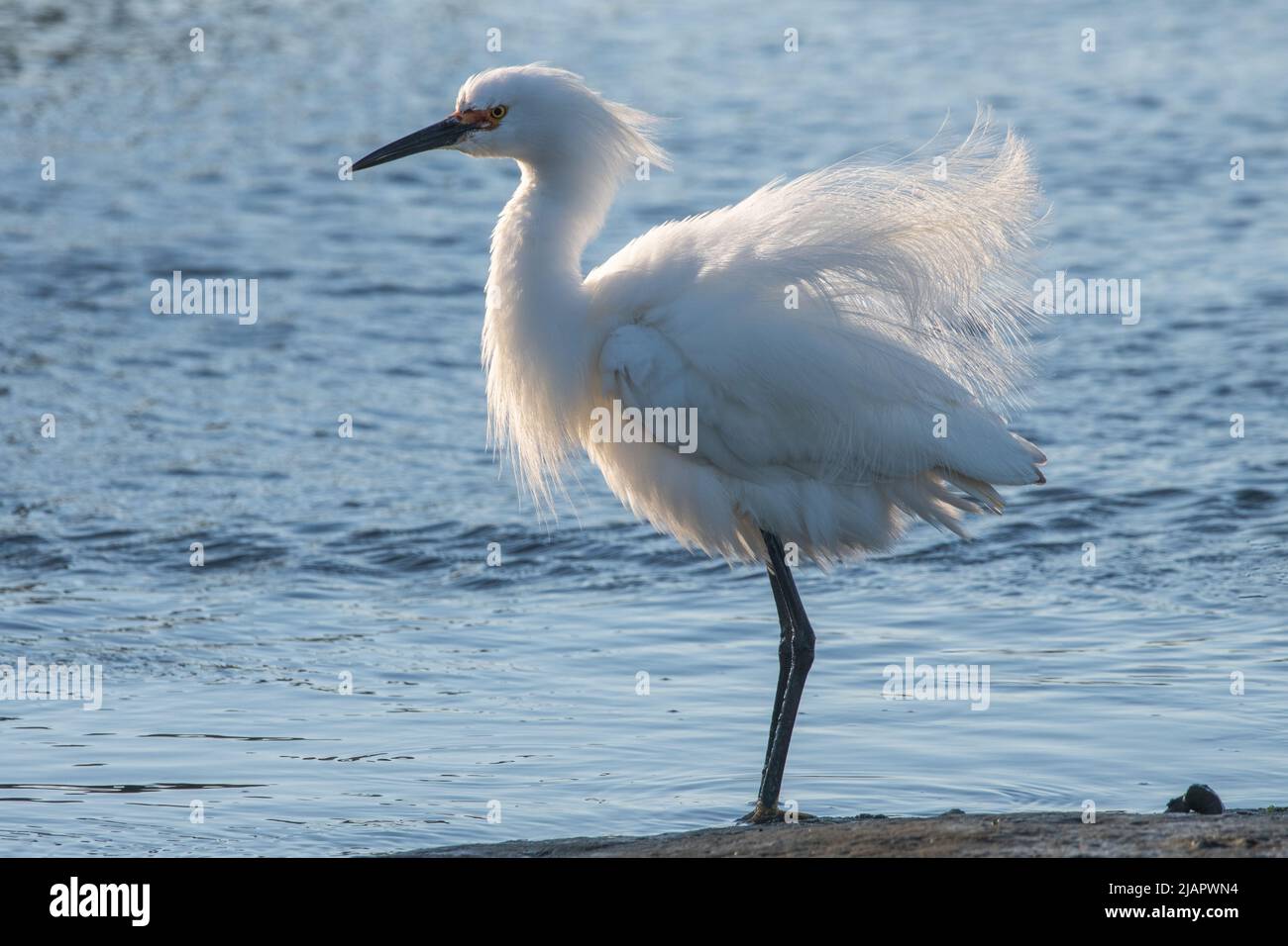 Un aigrette enneigé (Egretta thula) se trouve dans un marais côtier de la baie de San Francisco, à côté de l'aéroport international SFO à millbrae, Californie, États-Unis. Banque D'Images