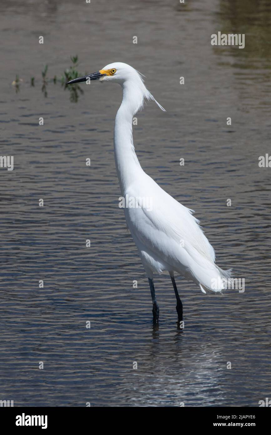Un aigrette enneigé (Egretta thula) se trouve dans un marais côtier de la baie de San Francisco, à côté de l'aéroport international SFO à millbrae, Californie, États-Unis. Banque D'Images