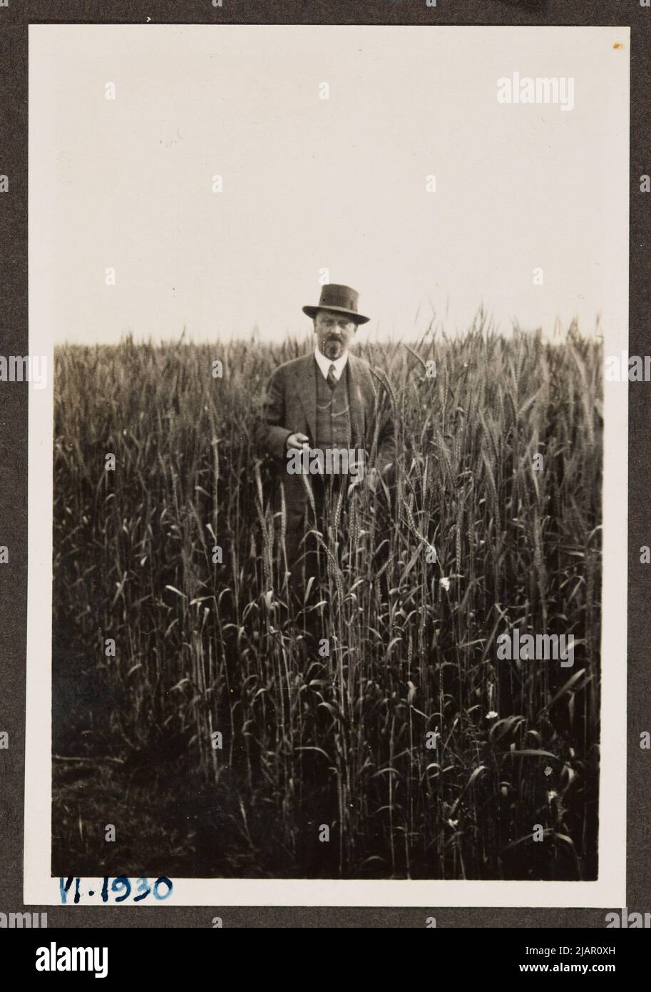 Stachiewicz Roman dans le champ de maïs. Cercle de la famille Stachiewicz Banque D'Images